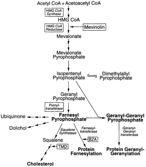 Lipid cascade. Things To Know About Lipid cascade. 
